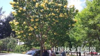 国产丁香网,探索中医药文化的瑰宝与传承